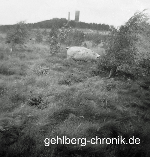 1963 008 Schneekopf Schwein
